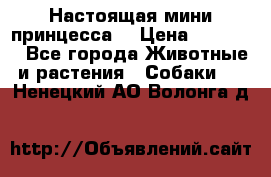 Настоящая мини принцесса  › Цена ­ 25 000 - Все города Животные и растения » Собаки   . Ненецкий АО,Волонга д.